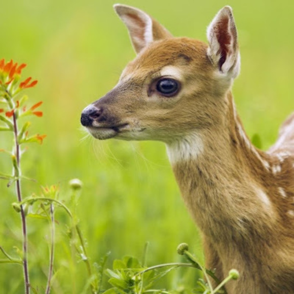 Meet your Posher, Ella - Picture 1 of 1